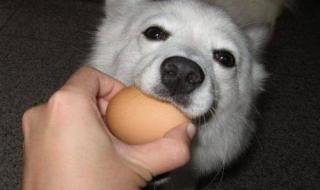 狗狗能吃鸡蛋干吗 狗狗能吃鸡蛋吗